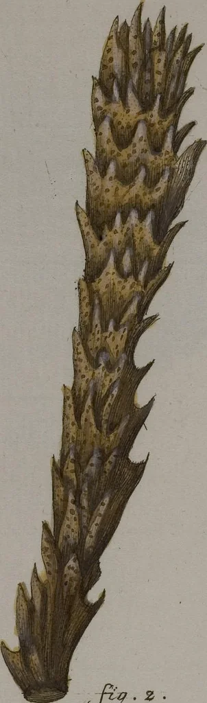 An illustration from (Band 2): Mit hundert und sechs illuminirten Kupfertafeln, 1794, leaf 253