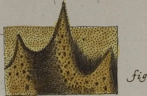 An illustration from (Band 2): Mit hundert und sechs illuminirten Kupfertafeln, 1794, leaf 253