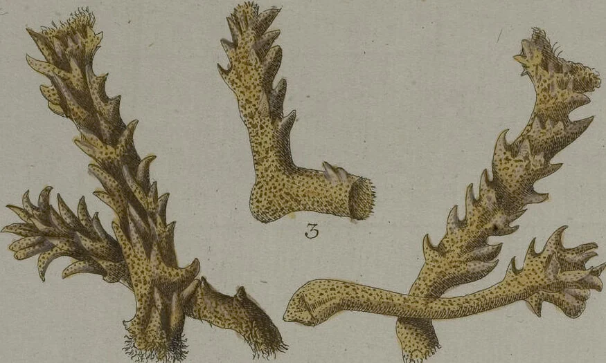 An illustration from (Band 2): Mit hundert und sechs illuminirten Kupfertafeln, 1794, leaf 255