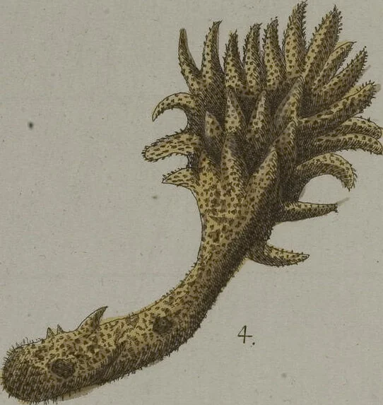 An illustration from (Band 2): Mit hundert und sechs illuminirten Kupfertafeln, 1794, leaf 255