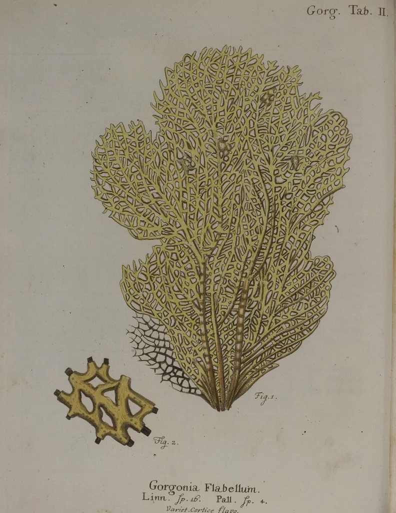 An illustration from (Band 2): Mit hundert und sechs illuminirten Kupfertafeln, 1794, leaf 26