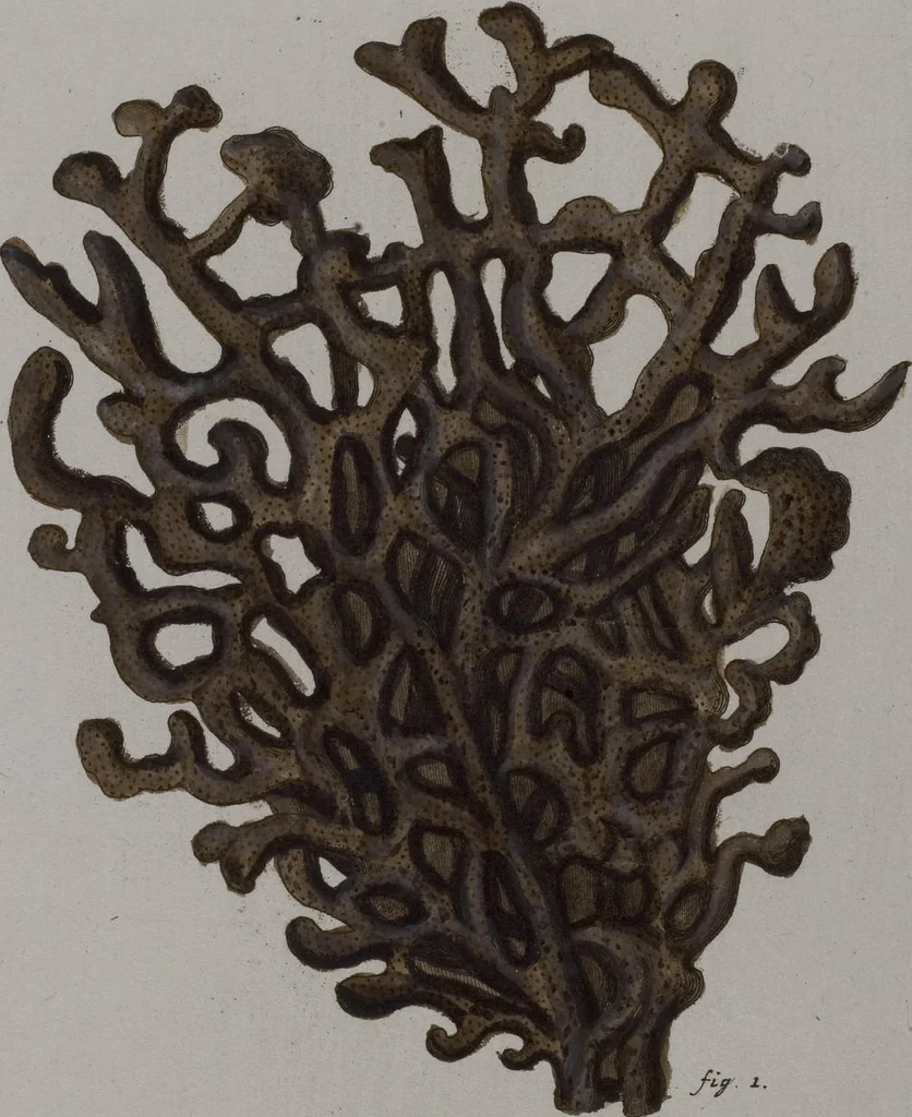 An illustration from (Band 2): Mit hundert und sechs illuminirten Kupfertafeln, 1794, leaf 265