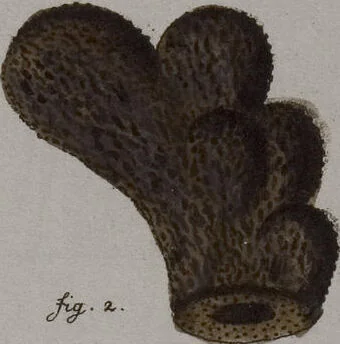 An illustration from (Band 2): Mit hundert und sechs illuminirten Kupfertafeln, 1794, leaf 265