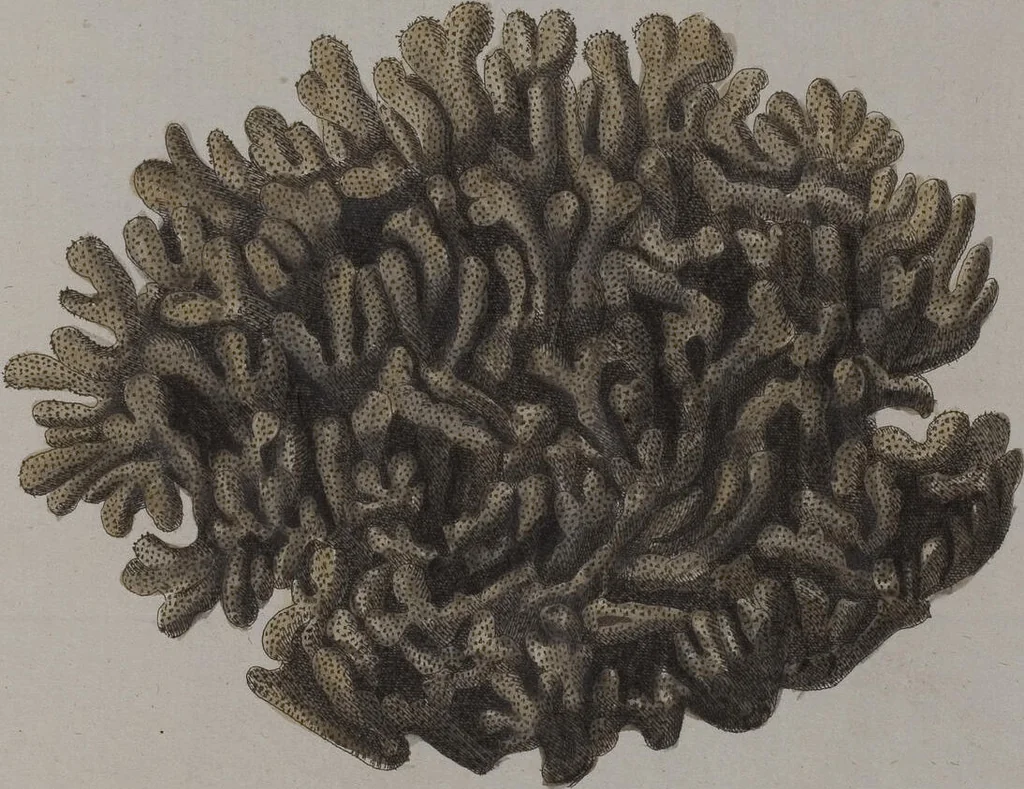 An illustration from (Band 2): Mit hundert und sechs illuminirten Kupfertafeln, 1794, leaf 266