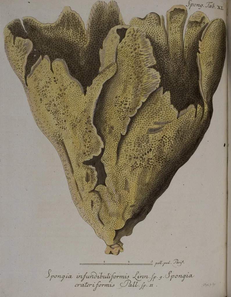 An illustration from (Band 2): Mit hundert und sechs illuminirten Kupfertafeln, 1794, leaf 272