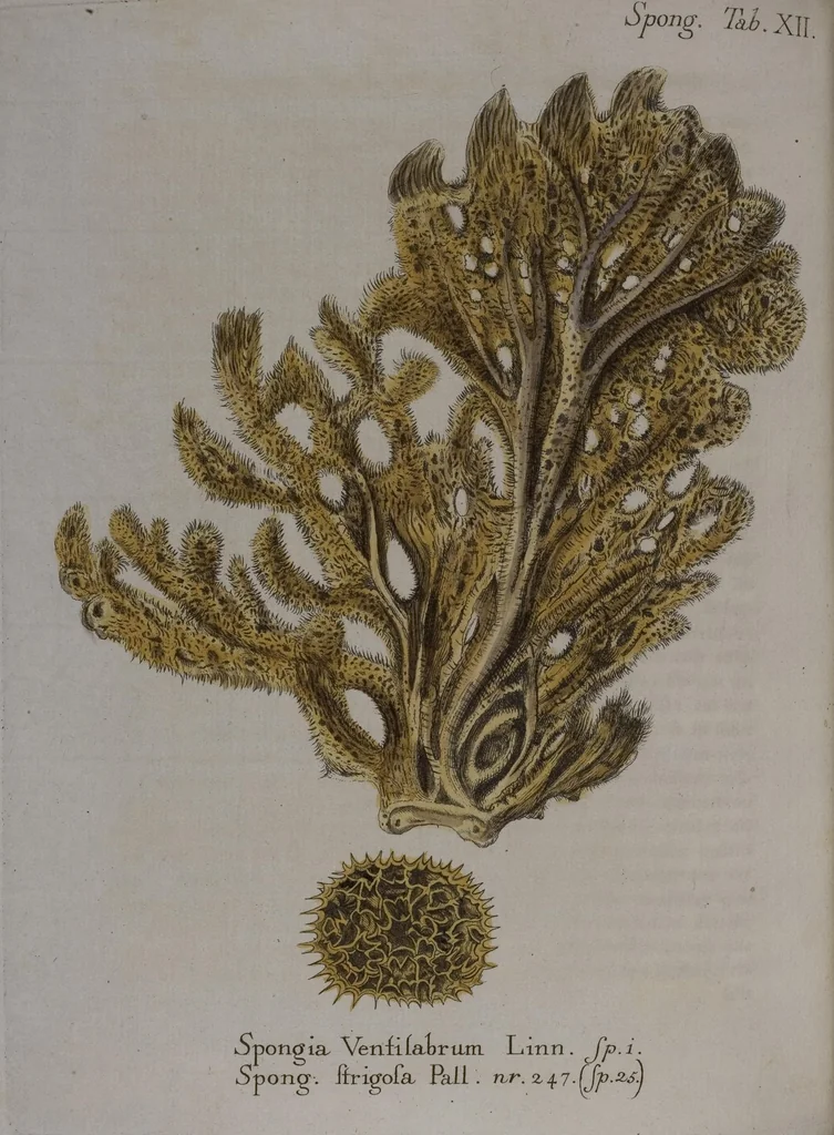 An illustration from (Band 2): Mit hundert und sechs illuminirten Kupfertafeln, 1794, leaf 277