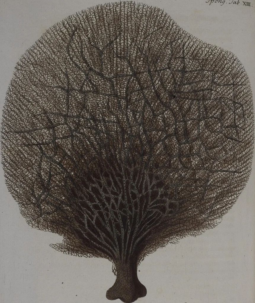 An illustration from (Band 2): Mit hundert und sechs illuminirten Kupfertafeln, 1794, leaf 282