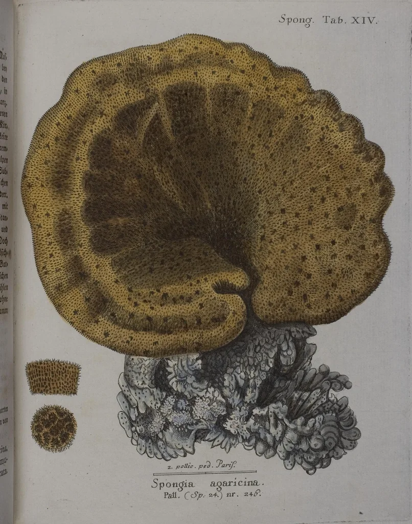 An illustration from (Band 2): Mit hundert und sechs illuminirten Kupfertafeln, 1794, leaf 287