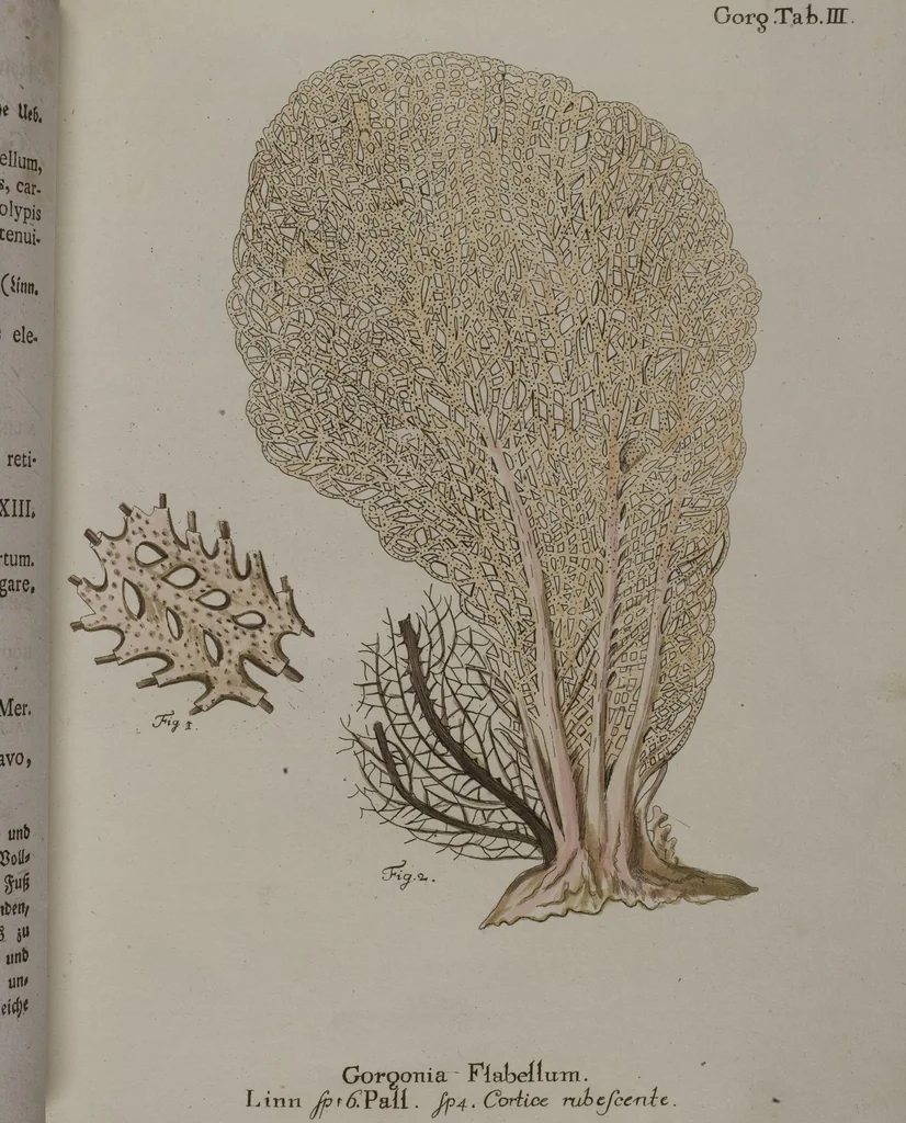 An illustration from (Band 2): Mit hundert und sechs illuminirten Kupfertafeln, 1794, leaf 29