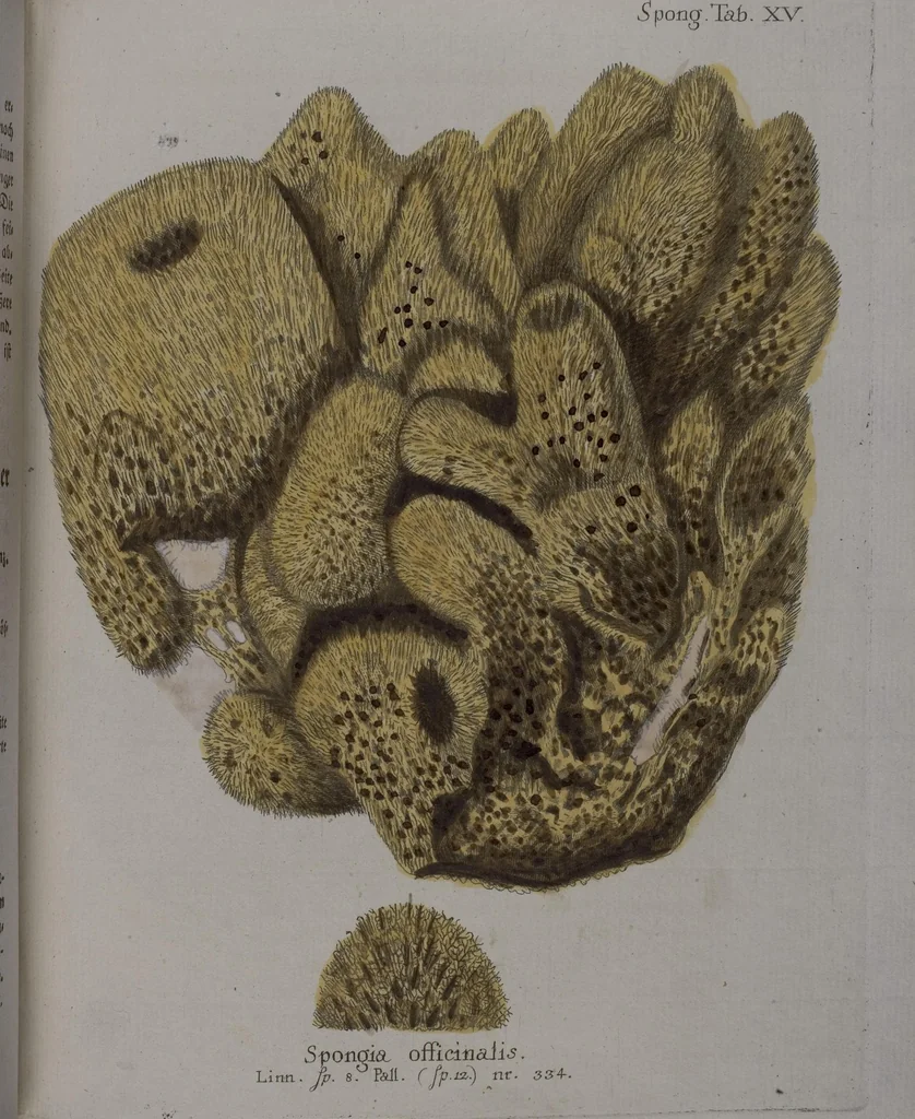 An illustration from (Band 2): Mit hundert und sechs illuminirten Kupfertafeln, 1794, leaf 290