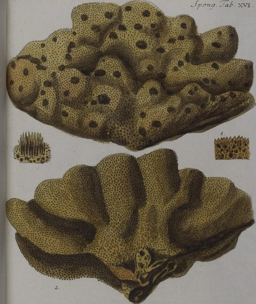 An illustration from (Band 2): Mit hundert und sechs illuminirten Kupfertafeln, 1794, leaf 291
