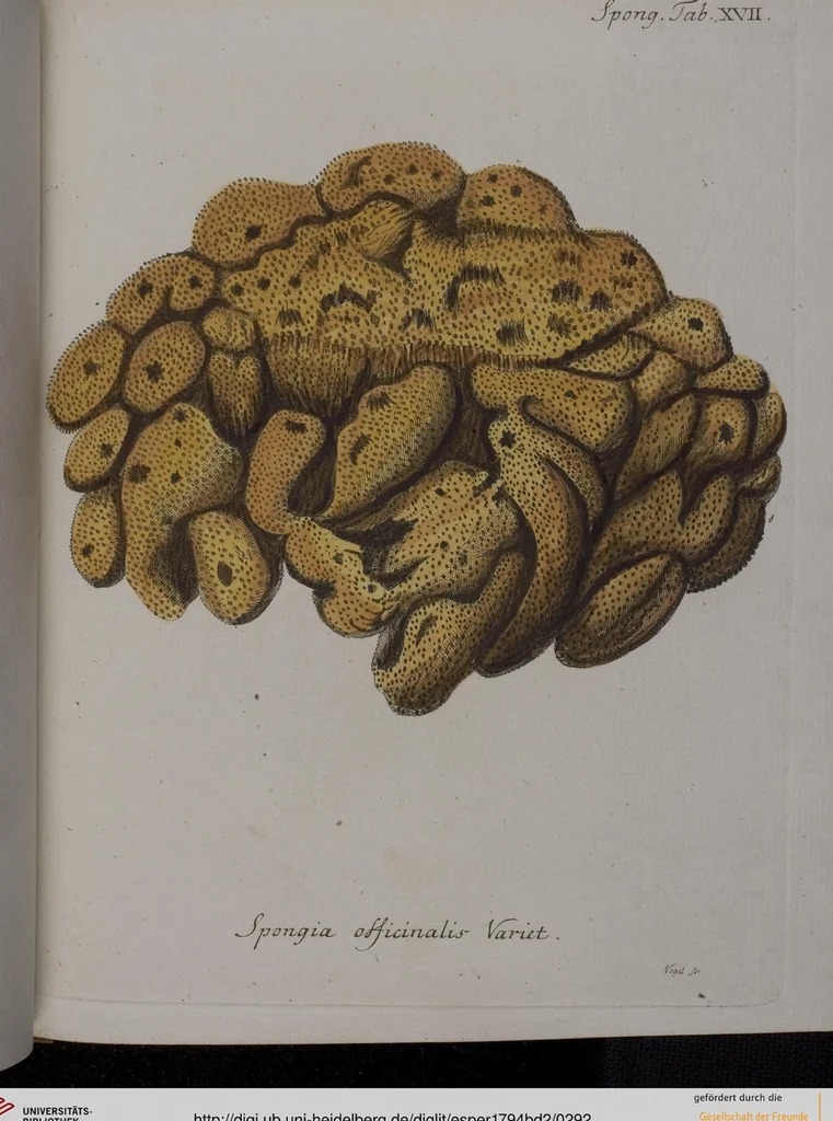 An illustration from (Band 2): Mit hundert und sechs illuminirten Kupfertafeln, 1794, leaf 292