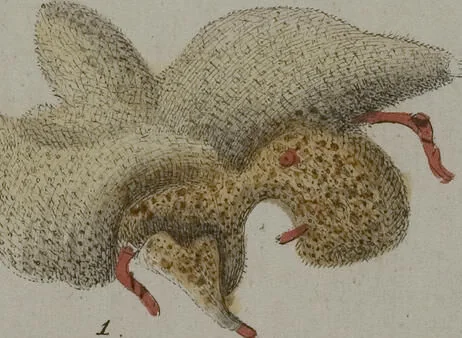 An illustration from (Band 2): Mit hundert und sechs illuminirten Kupfertafeln, 1794, leaf 299