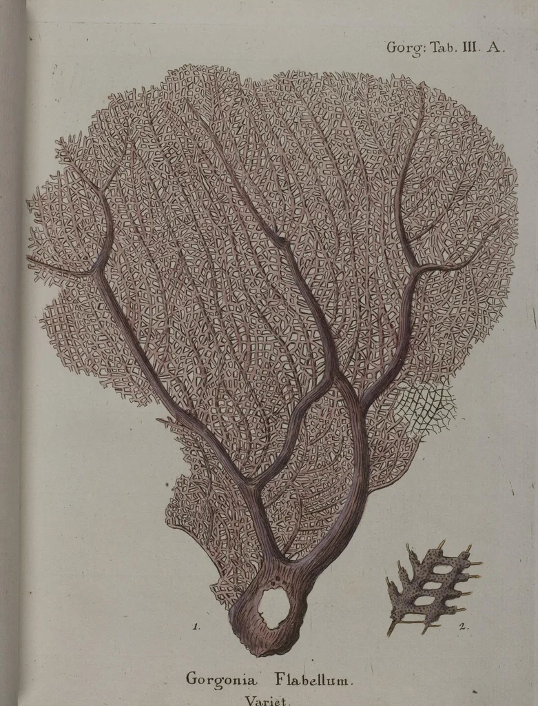 An illustration from (Band 2): Mit hundert und sechs illuminirten Kupfertafeln, 1794, leaf 30