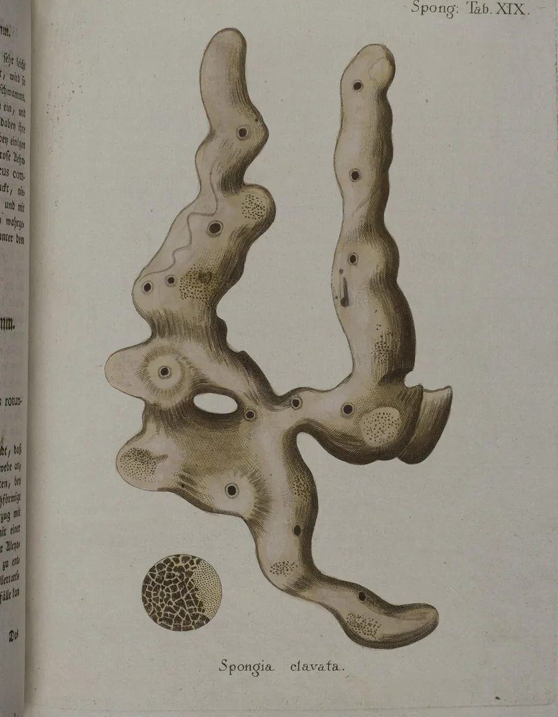 An illustration from (Band 2): Mit hundert und sechs illuminirten Kupfertafeln, 1794, leaf 302