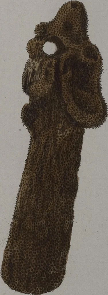 An illustration from (Band 2): Mit hundert und sechs illuminirten Kupfertafeln, 1794, leaf 305