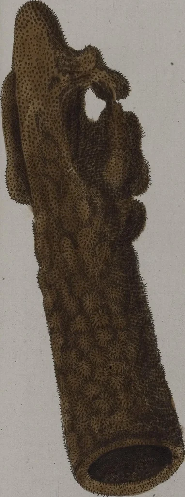 An illustration from (Band 2): Mit hundert und sechs illuminirten Kupfertafeln, 1794, leaf 305