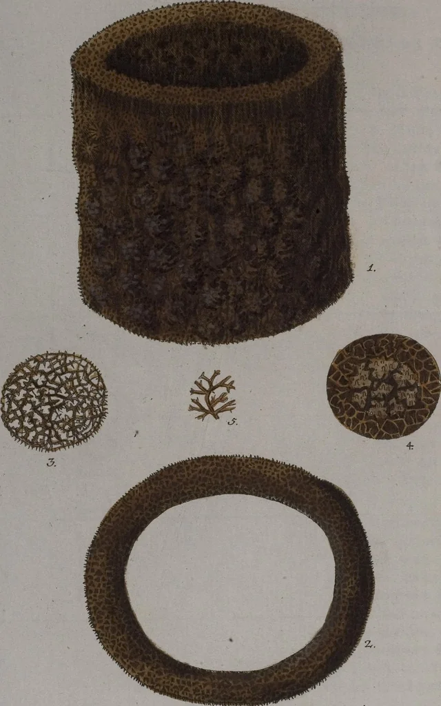 An illustration from (Band 2): Mit hundert und sechs illuminirten Kupfertafeln, 1794, leaf 308