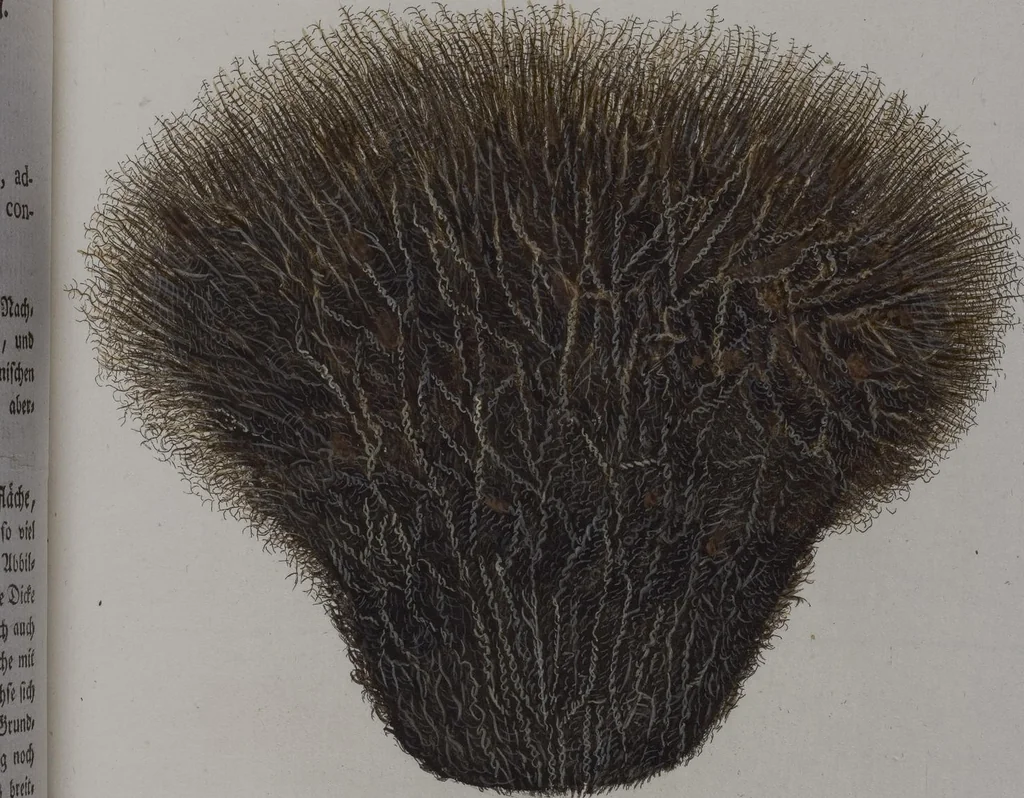 An illustration from (Band 2): Mit hundert und sechs illuminirten Kupfertafeln, 1794, leaf 312
