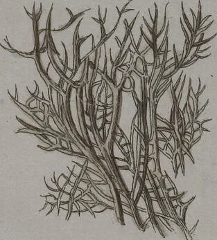 An illustration from (Band 2): Mit hundert und sechs illuminirten Kupfertafeln, 1794, leaf 312