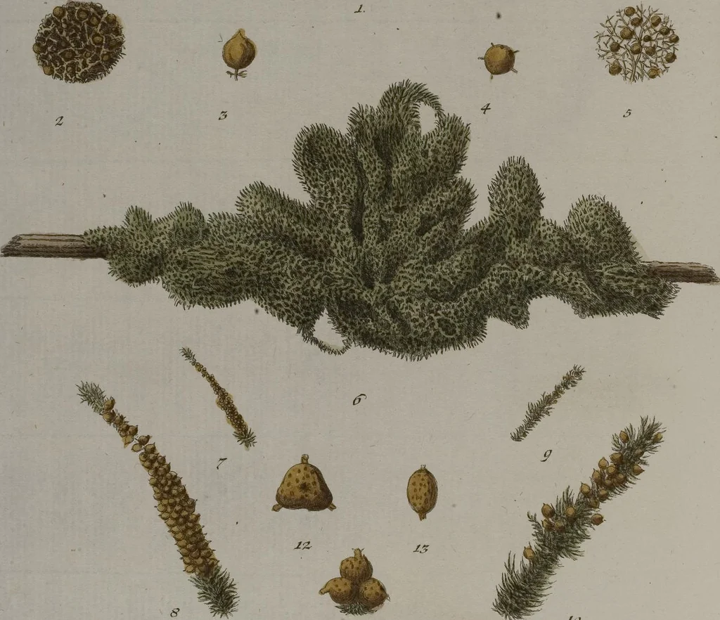 An illustration from (Band 2): Mit hundert und sechs illuminirten Kupfertafeln, 1794, leaf 314