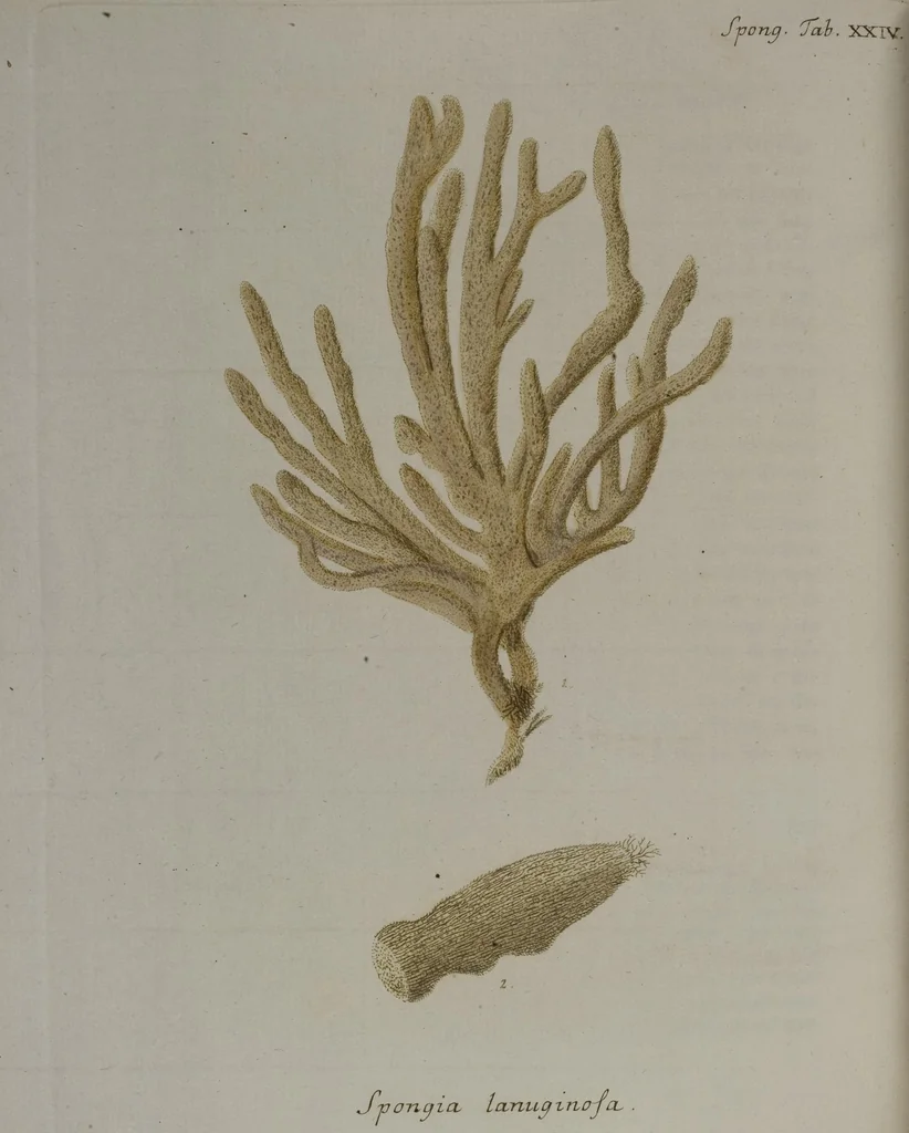 An illustration from (Band 2): Mit hundert und sechs illuminirten Kupfertafeln, 1794, leaf 325