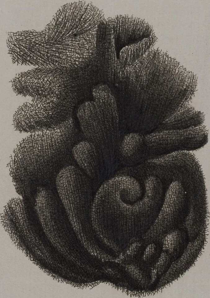 An illustration from (Band 2): Mit hundert und sechs illuminirten Kupfertafeln, 1794, leaf 328