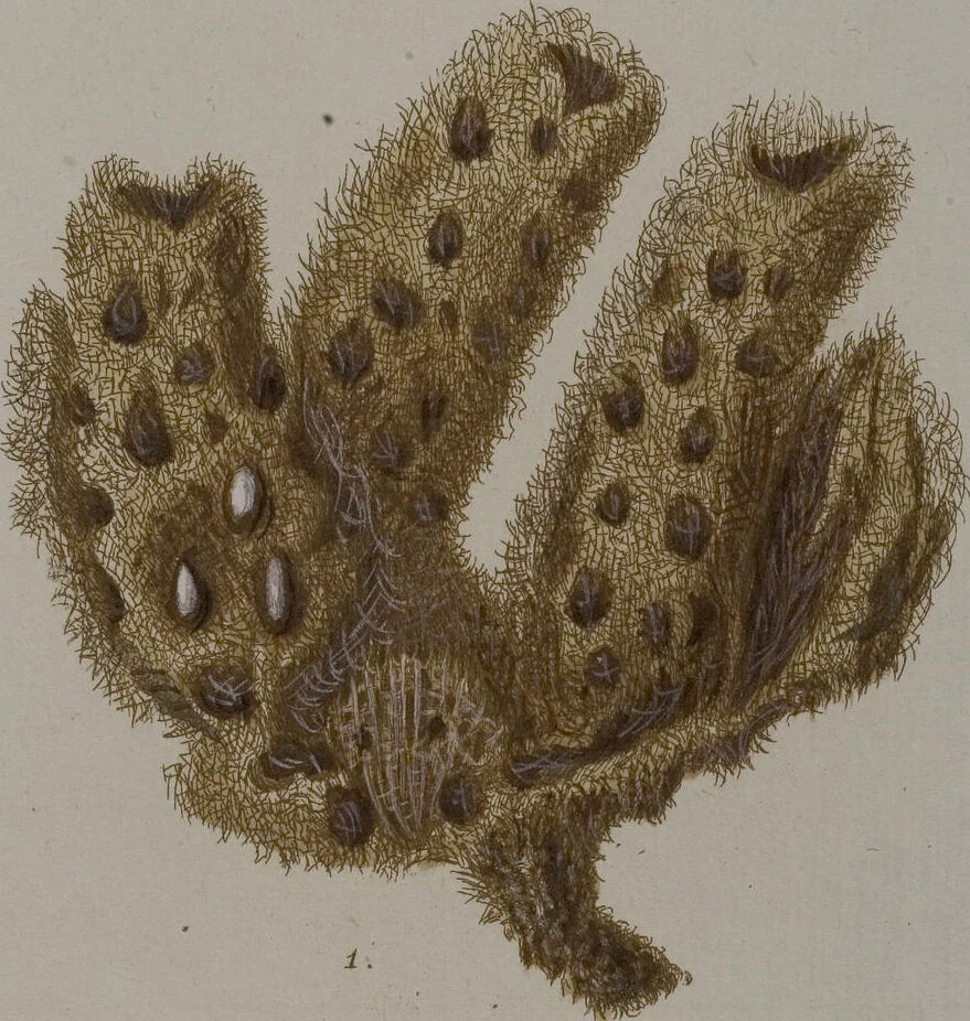 An illustration from (Band 2): Mit hundert und sechs illuminirten Kupfertafeln, 1794, leaf 331