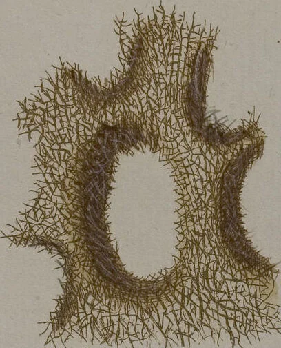 An illustration from (Band 2): Mit hundert und sechs illuminirten Kupfertafeln, 1794, leaf 331