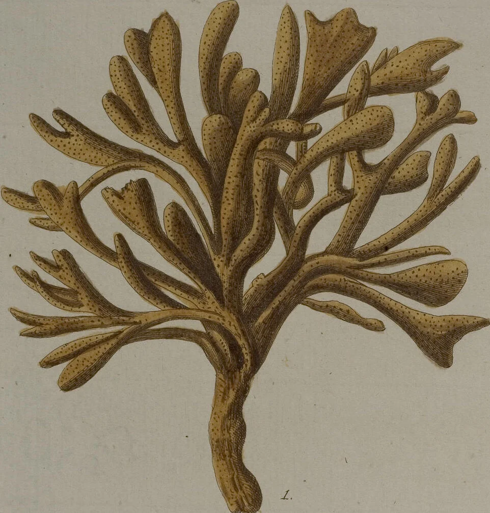 An illustration from (Band 2): Mit hundert und sechs illuminirten Kupfertafeln, 1794, leaf 335