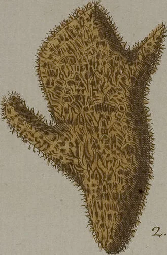 An illustration from (Band 2): Mit hundert und sechs illuminirten Kupfertafeln, 1794, leaf 335