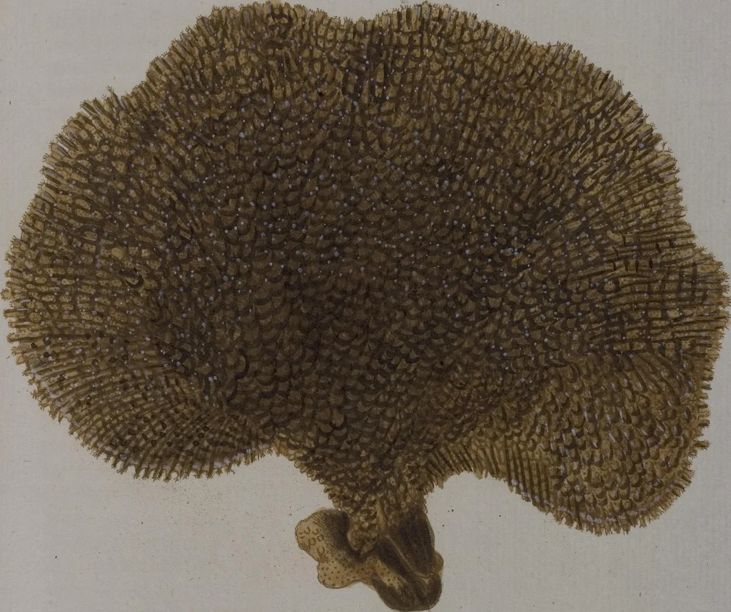 An illustration from (Band 2): Mit hundert und sechs illuminirten Kupfertafeln, 1794, leaf 339
