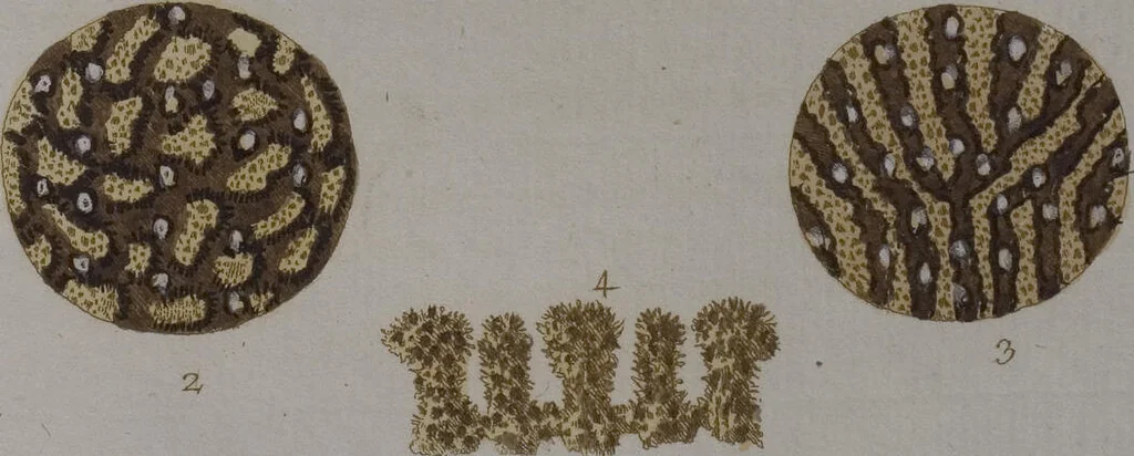 An illustration from (Band 2): Mit hundert und sechs illuminirten Kupfertafeln, 1794, leaf 339