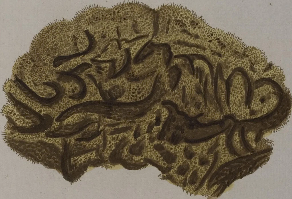 An illustration from (Band 2): Mit hundert und sechs illuminirten Kupfertafeln, 1794, leaf 342