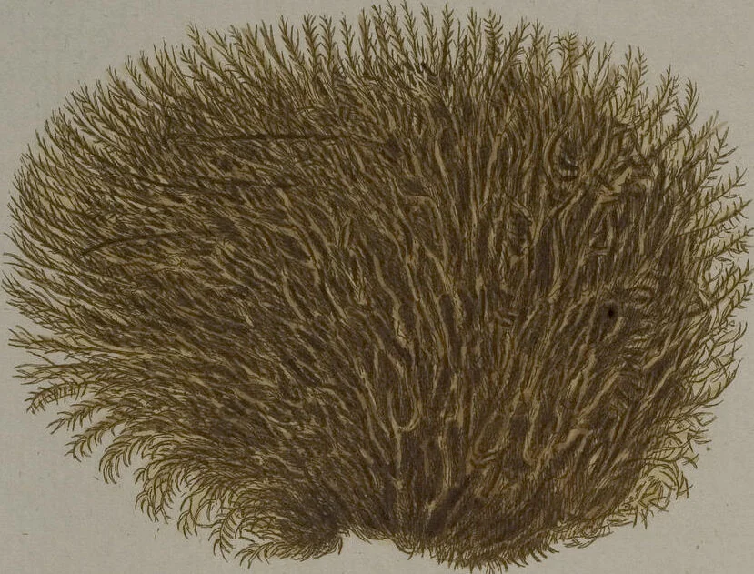 An illustration from (Band 2): Mit hundert und sechs illuminirten Kupfertafeln, 1794, leaf 343