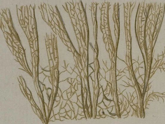 An illustration from (Band 2): Mit hundert und sechs illuminirten Kupfertafeln, 1794, leaf 343