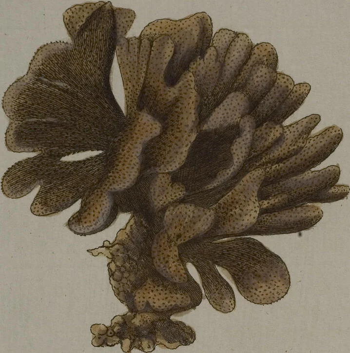 An illustration from (Band 2): Mit hundert und sechs illuminirten Kupfertafeln, 1794, leaf 346