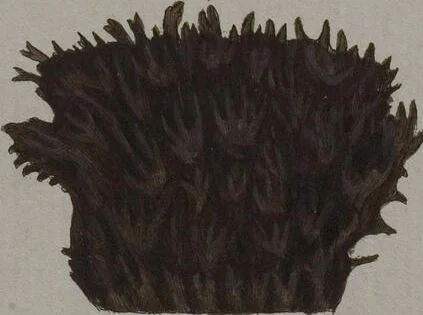 An illustration from (Band 2): Mit hundert und sechs illuminirten Kupfertafeln, 1794, leaf 352