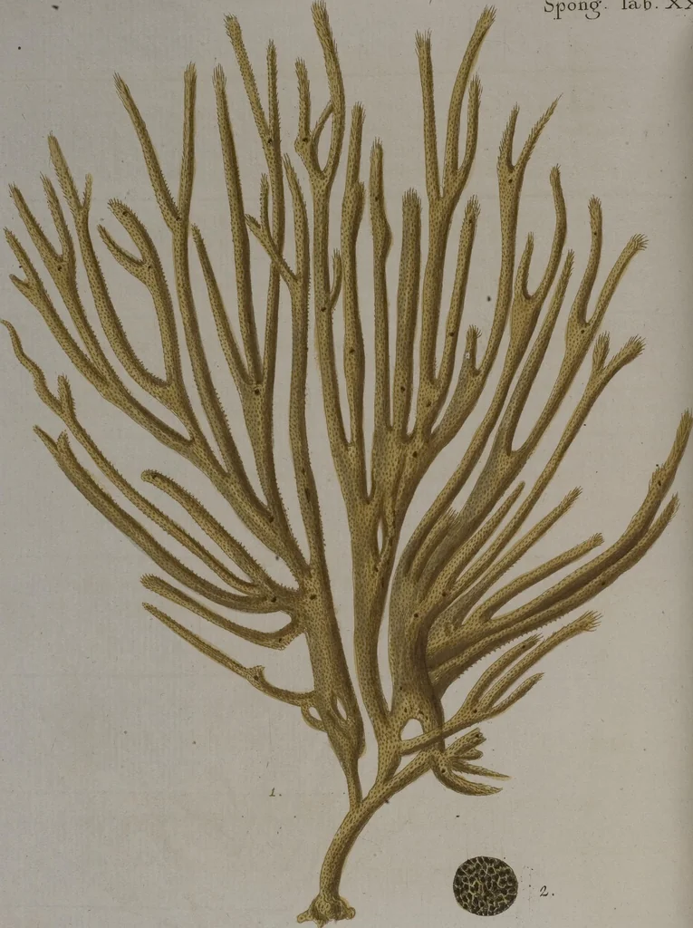 An illustration from (Band 2): Mit hundert und sechs illuminirten Kupfertafeln, 1794, leaf 353