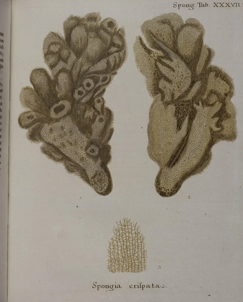 An illustration from (Band 2): Mit hundert und sechs illuminirten Kupfertafeln, 1794, leaf 356