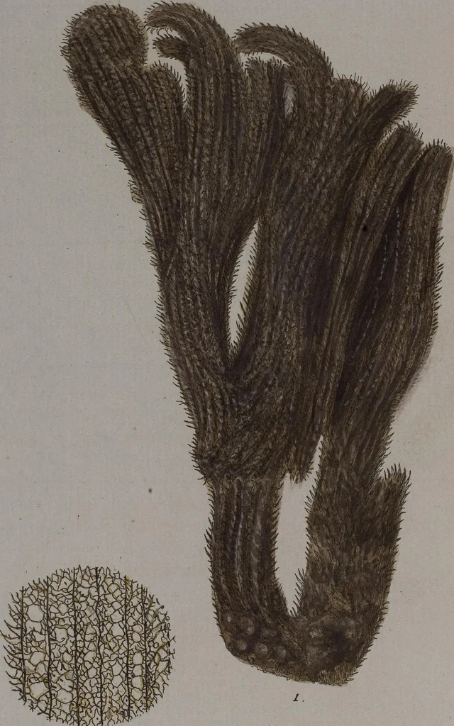 An illustration from (Band 2): Mit hundert und sechs illuminirten Kupfertafeln, 1794, leaf 357