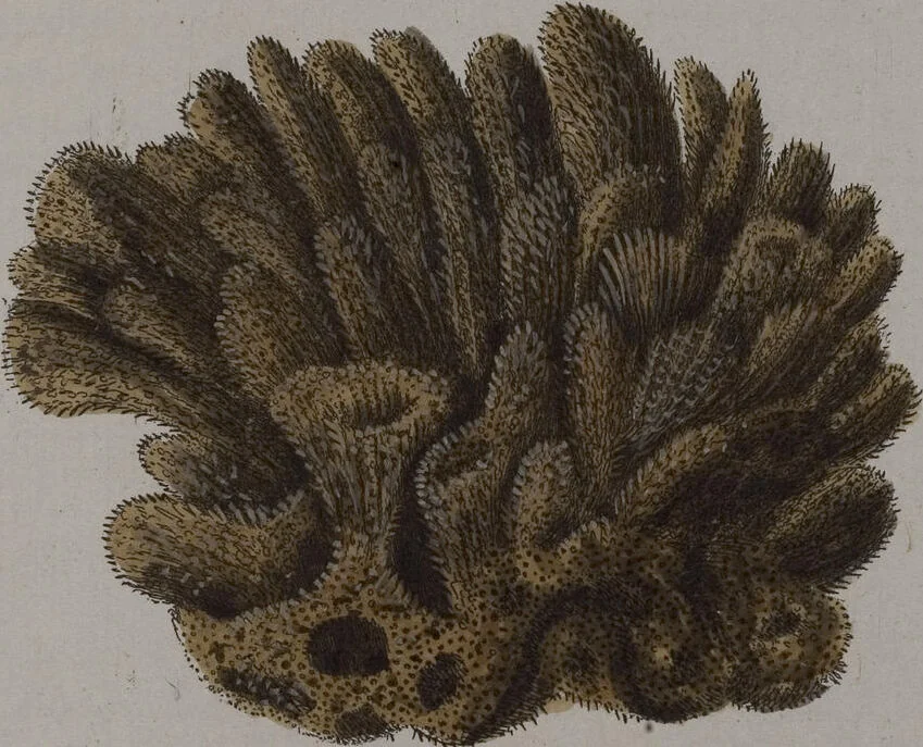 An illustration from (Band 2): Mit hundert und sechs illuminirten Kupfertafeln, 1794, leaf 360