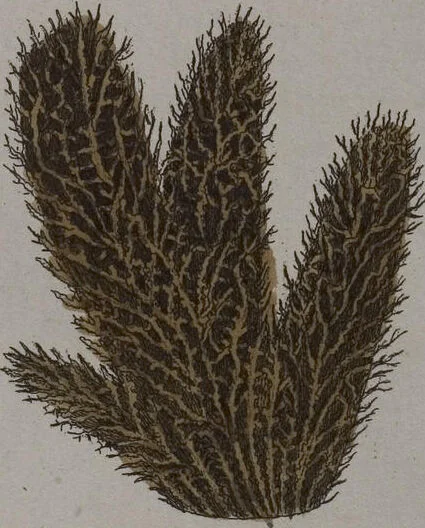 An illustration from (Band 2): Mit hundert und sechs illuminirten Kupfertafeln, 1794, leaf 360