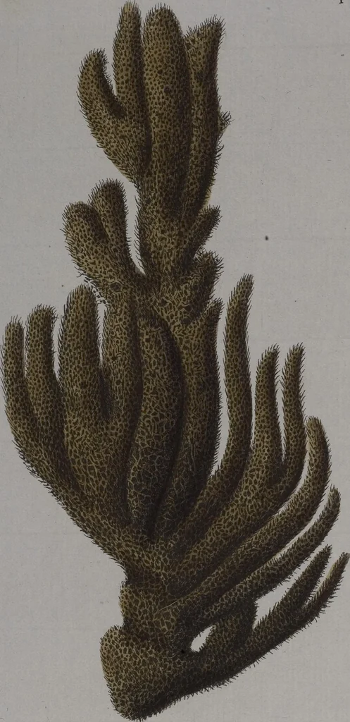 An illustration from (Band 2): Mit hundert und sechs illuminirten Kupfertafeln, 1794, leaf 363
