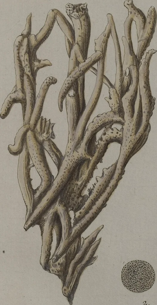 An illustration from (Band 2): Mit hundert und sechs illuminirten Kupfertafeln, 1794, leaf 366
