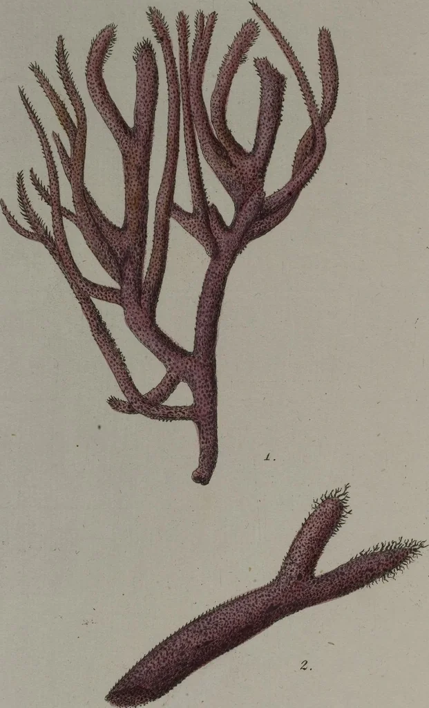 An illustration from (Band 2): Mit hundert und sechs illuminirten Kupfertafeln, 1794, leaf 367