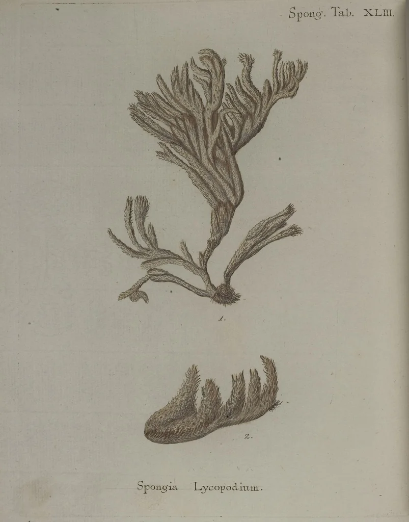 An illustration from (Band 2): Mit hundert und sechs illuminirten Kupfertafeln, 1794, leaf 370