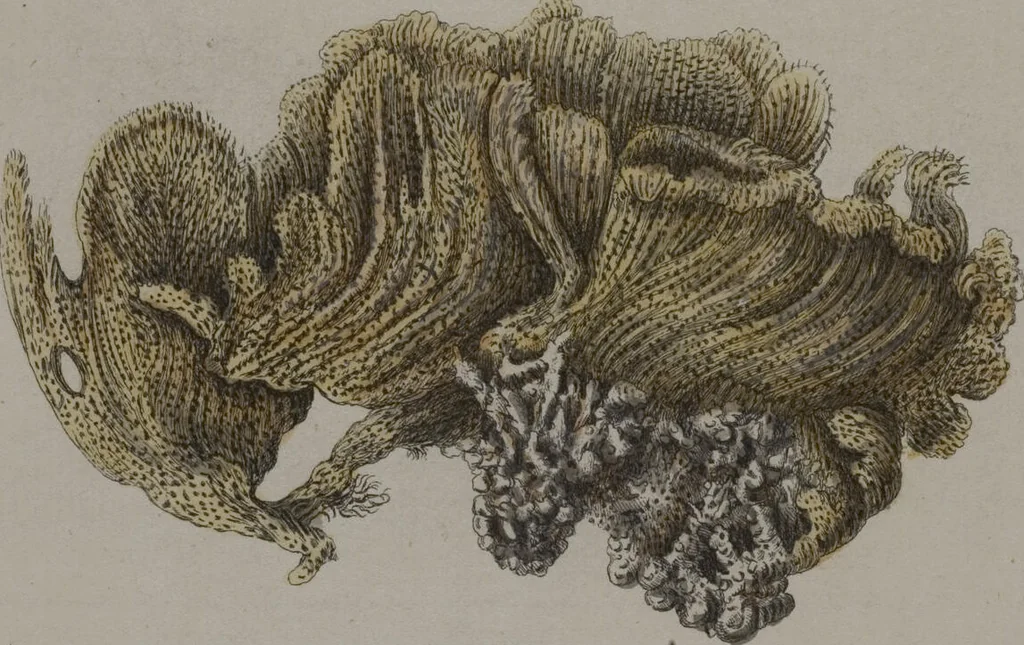 An illustration from (Band 2): Mit hundert und sechs illuminirten Kupfertafeln, 1794, leaf 373