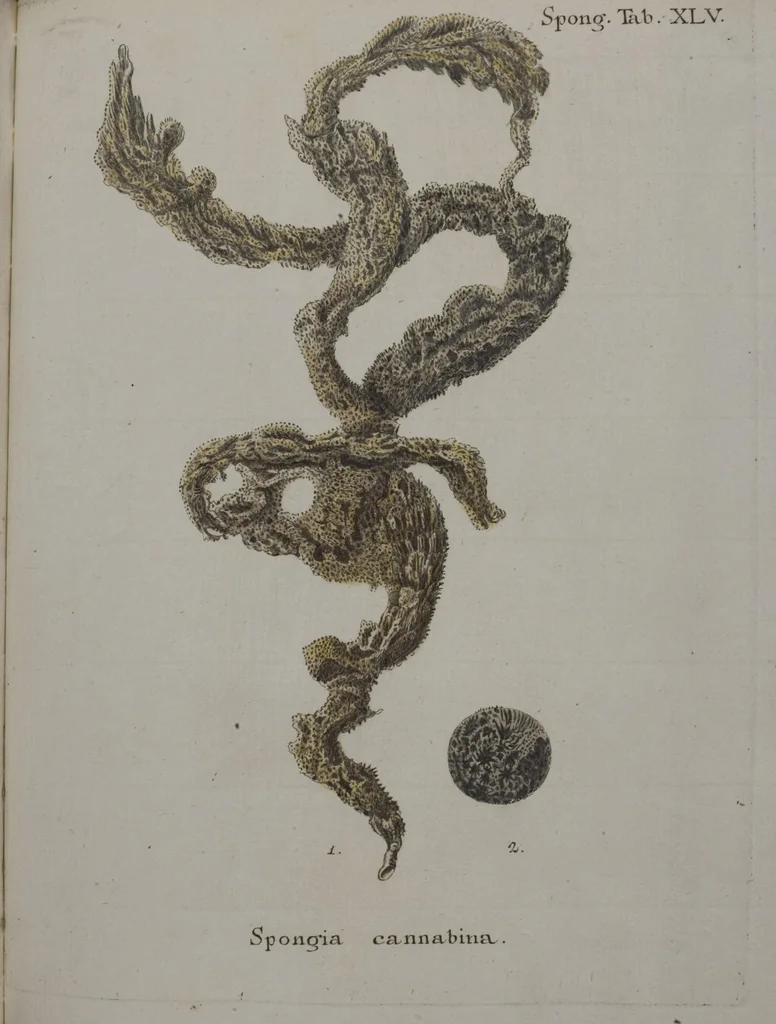 An illustration from (Band 2): Mit hundert und sechs illuminirten Kupfertafeln, 1794, leaf 376