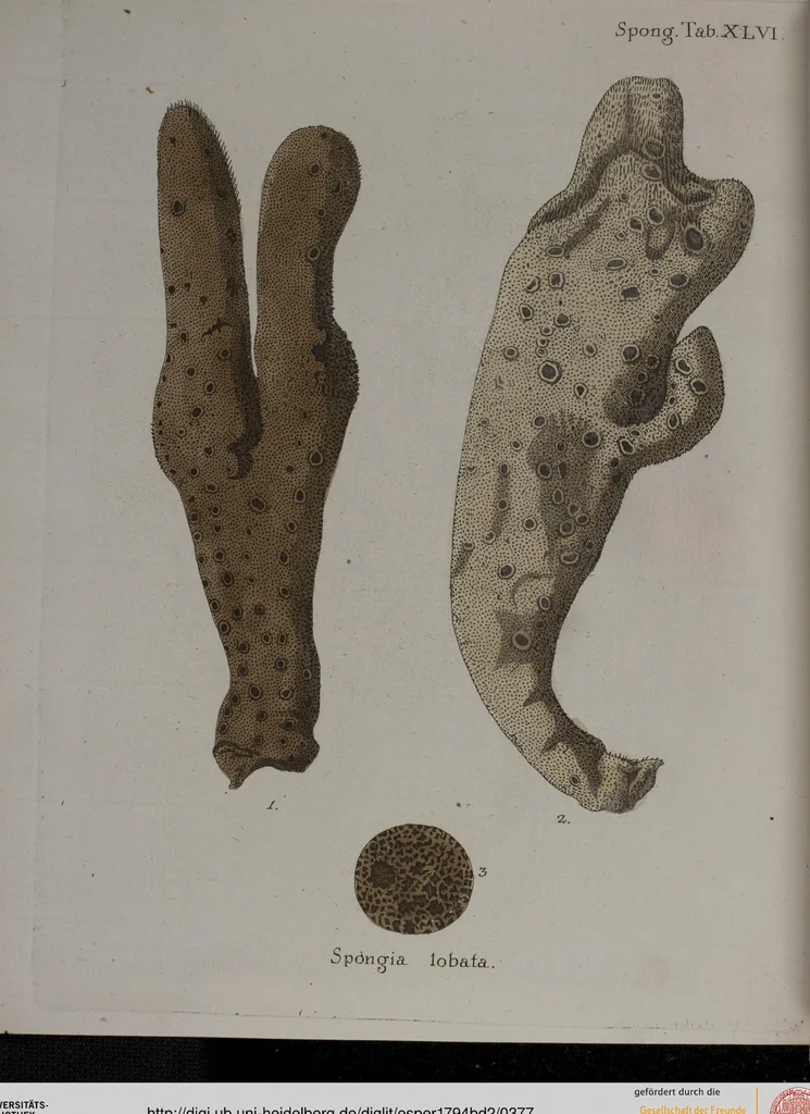 An illustration from (Band 2): Mit hundert und sechs illuminirten Kupfertafeln, 1794, leaf 377